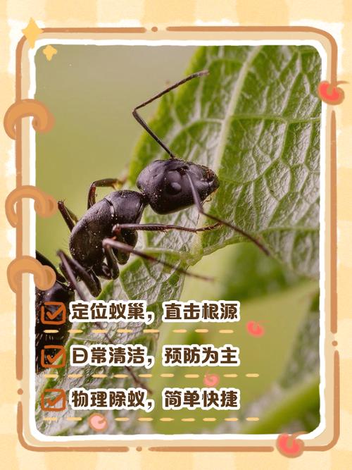 家里出现蚂蚁，如何通过风水改善？