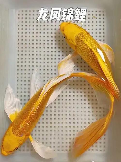 龙凤锦鲤究竟算不算风水鱼呢？