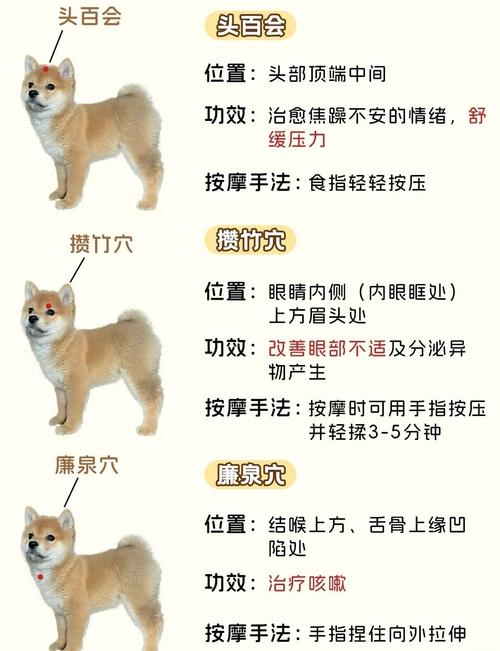 狗狗生病是否与家居风水布局有直接关联？