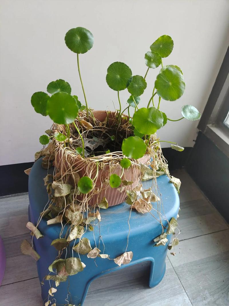 铜钱草枯萎是否意味着家中风水出现了问题？