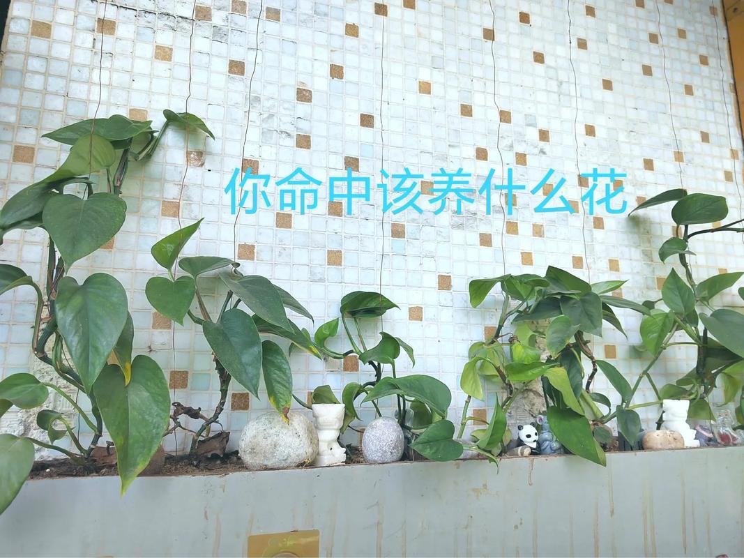 命里缺什么应该养什么植物来补缺？