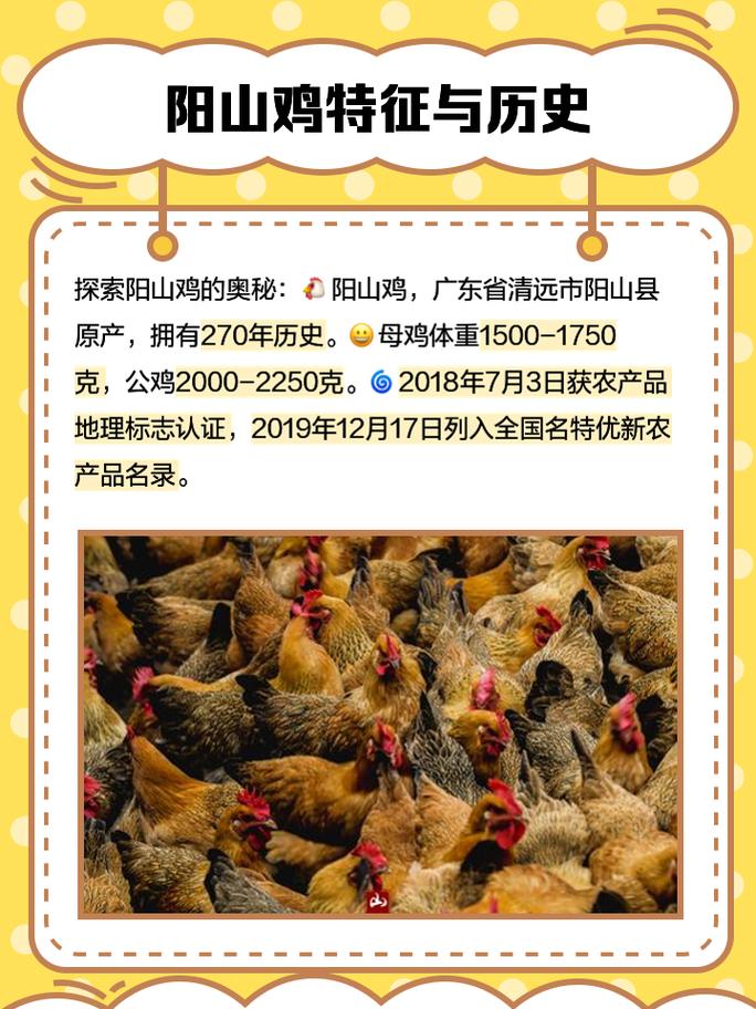 阳台养鸡风水上是否吉利，有没有什么讲究？