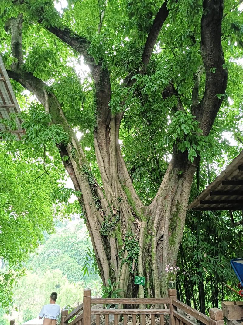 种黄葛树在风水上有哪些讲究和注意事项？