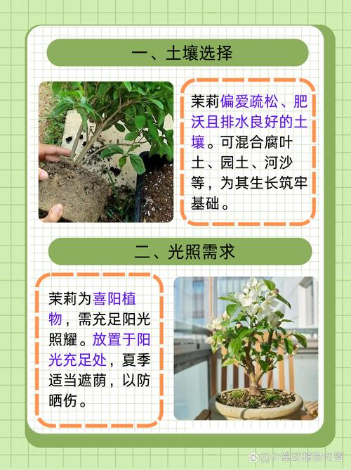 茉莉花在家中种植风水如何，适合养护吗？