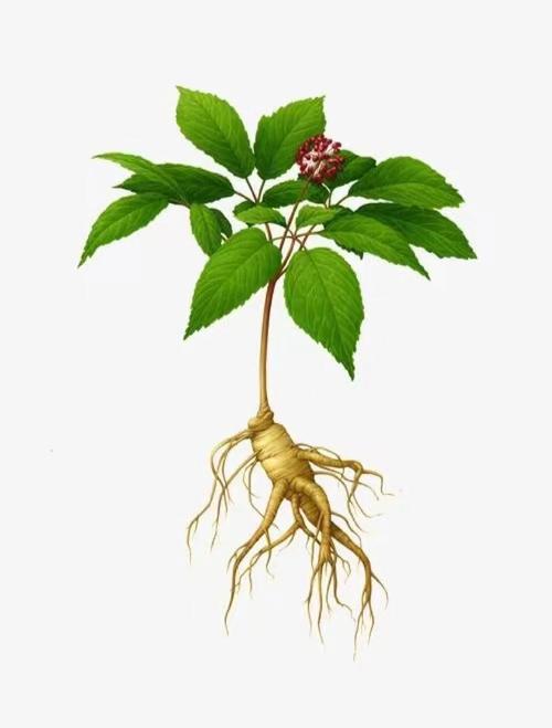 人参风水对健康有益吗？食用安全，是否有毒副作用？