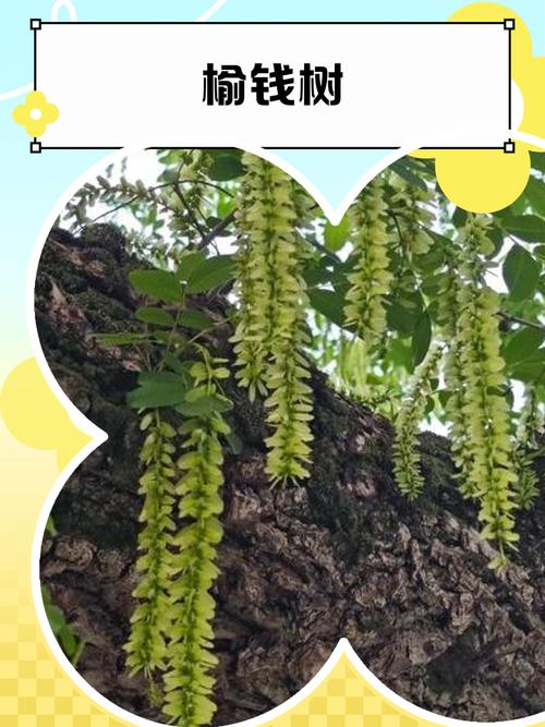 榆树折断在风水上有哪些讲究和禁忌？