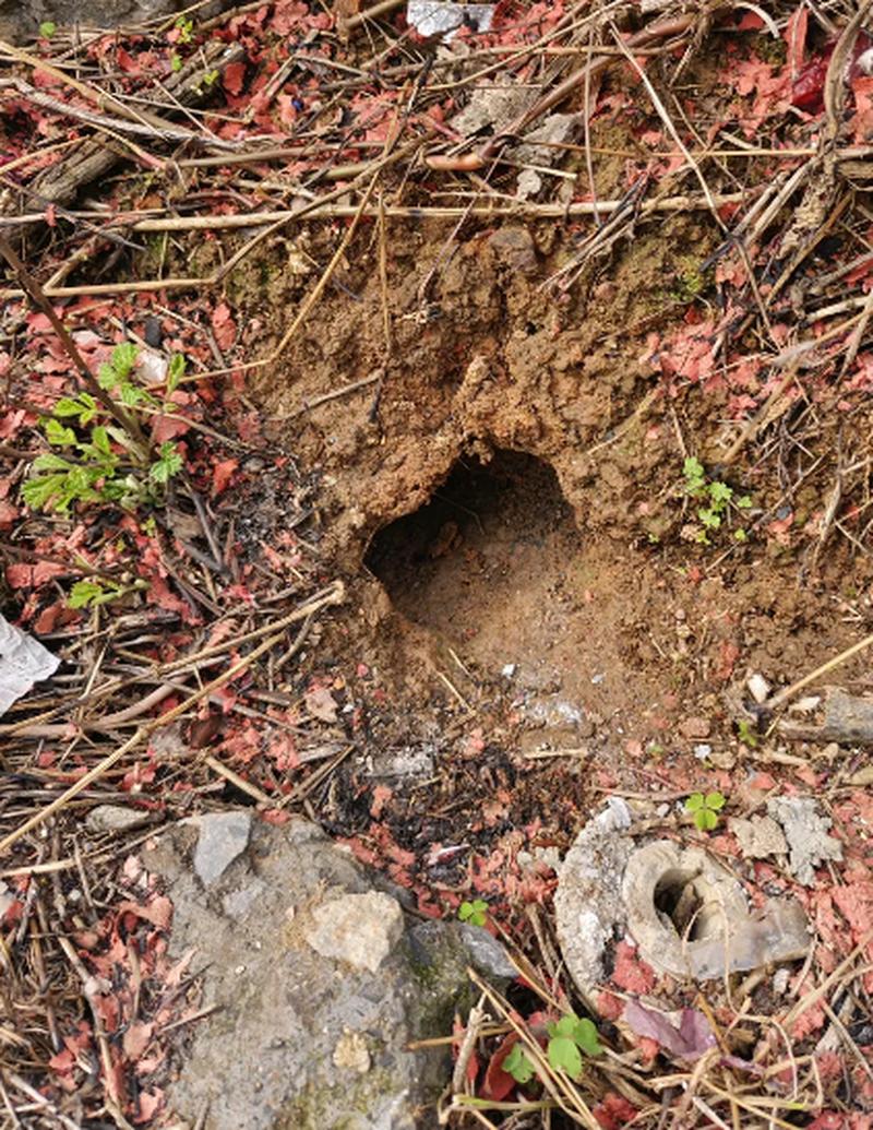 老鼠洞与风水之间是否存在某种关联性？