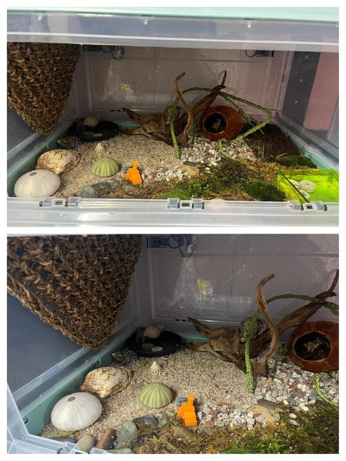 房间适合养蟹吗？这样的风水布局是否吉利？