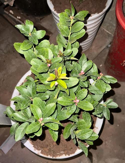 柠檬盆景在风水上有什么讲究或影响？