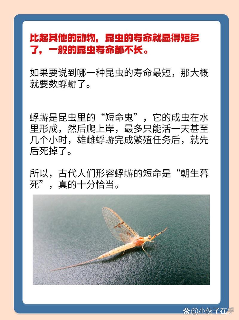 世界上寿命蕞短的昆虫是哪种？