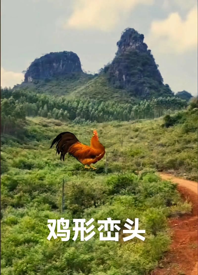 养鸡在风水上能辟邪招财吗？这说法科学吗？