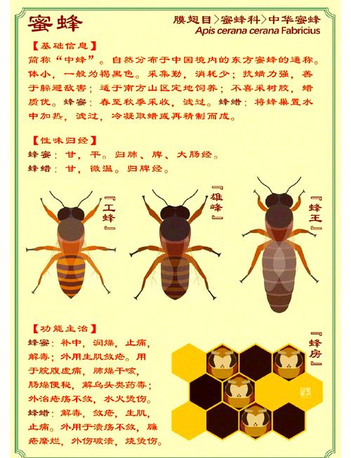 哪些生肖命格的人适合养蜜蜂？家里养蜜蜂对风水有好处吗？