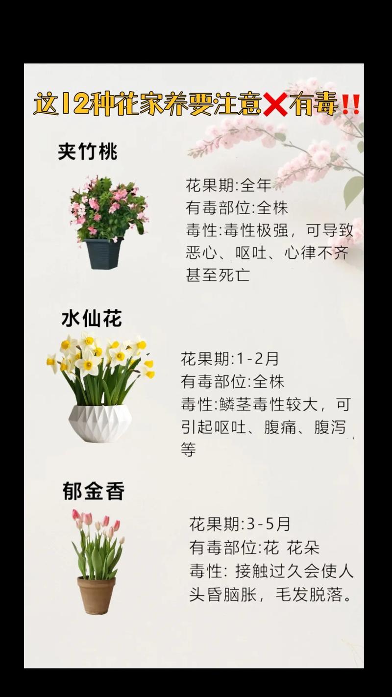 家里养花对风水有影响吗？安全吗？