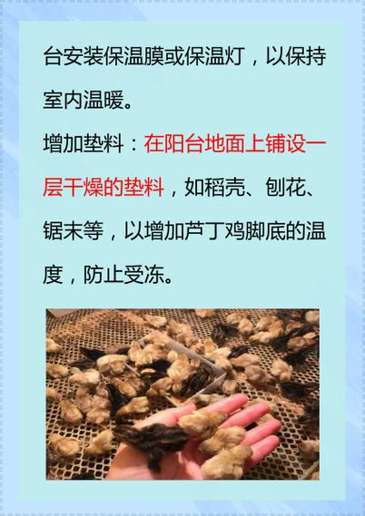 天台养鸡会对住宅风水产生怎样的不利影响呢？