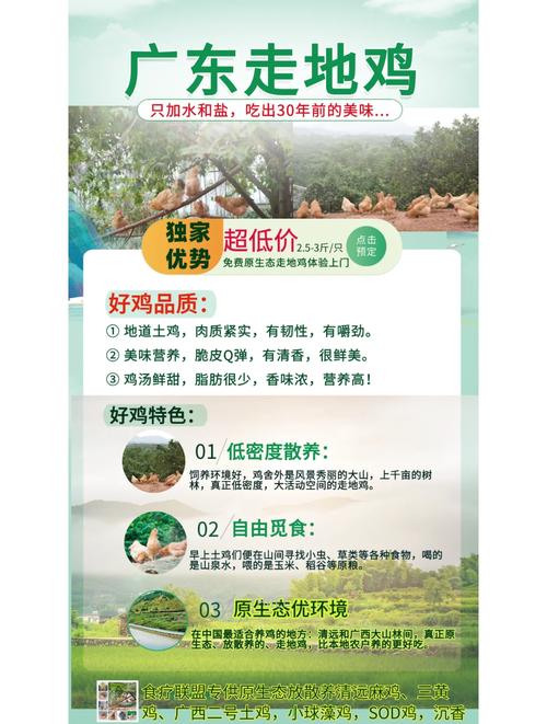 清远鸡寿命短意味着什么？土鸡与清远鸡哪种更美味？