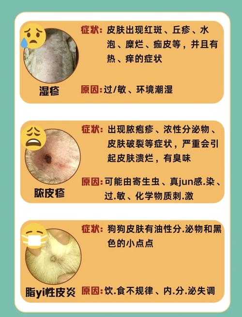 狗狗患皮肤病可能与家中的风水布局有关联吗？