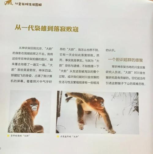 猴子养家能力如何？风水条件怎么样？