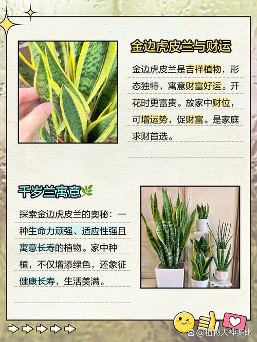 金边虎皮兰摆放风水有何讲究？