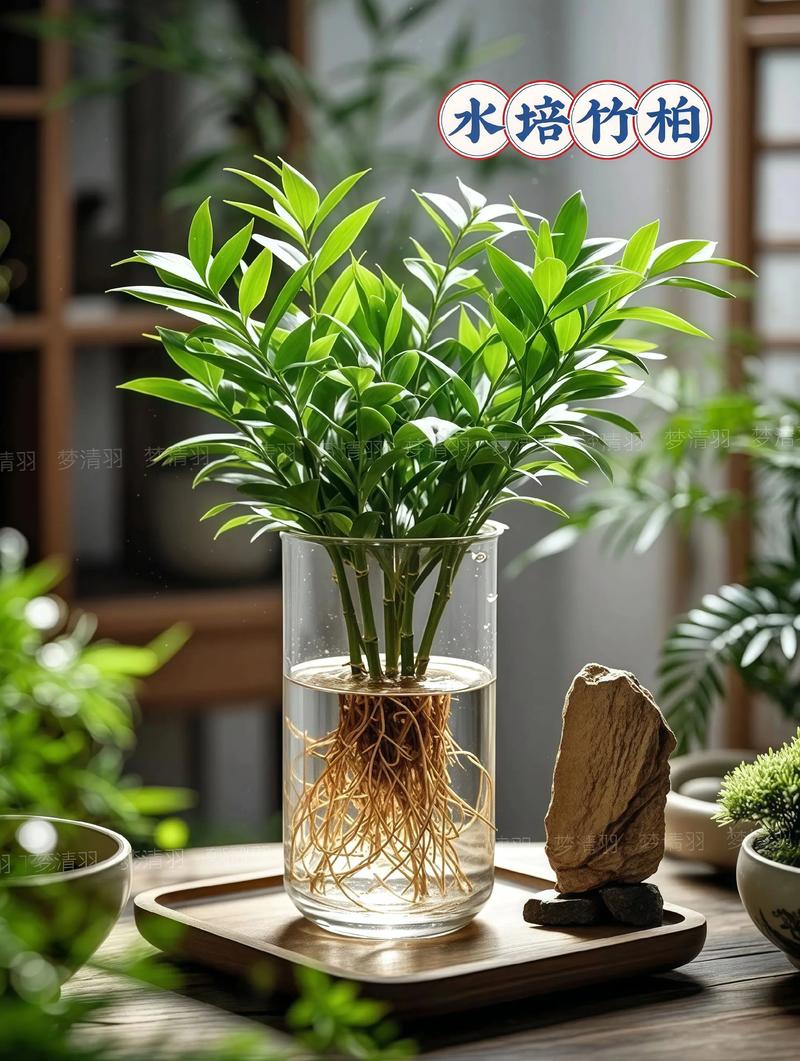 水命人适合养什么植物？有没有什么推荐？