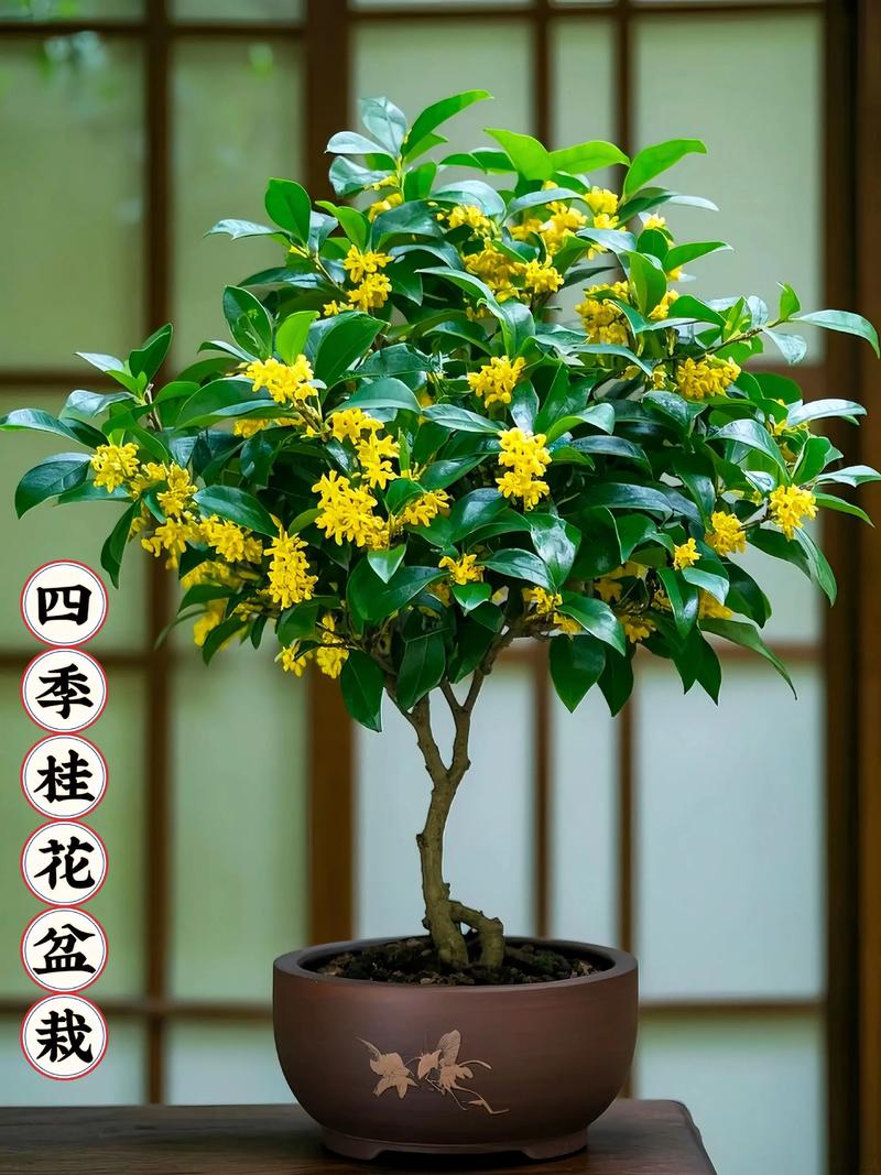 盆栽桂花风水好，但家里养这种花会有毒吗？
