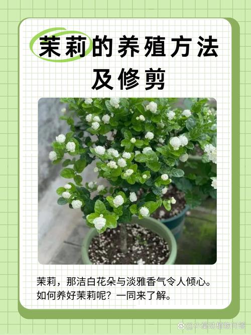 茉莉花在家中种植风水如何，适合养护吗？
