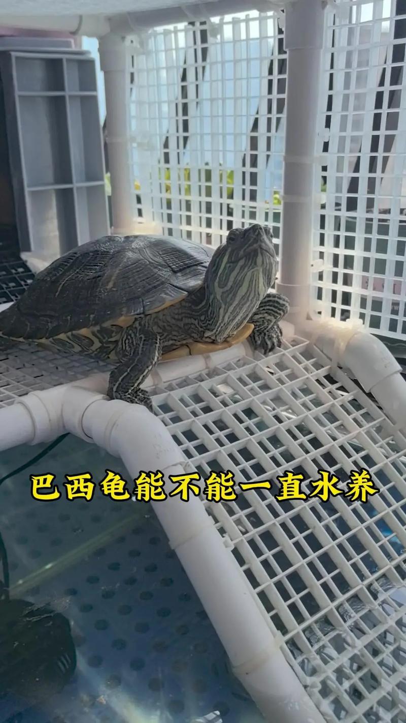 家里养巴西龟对风水有怎样的影响或作用呢？