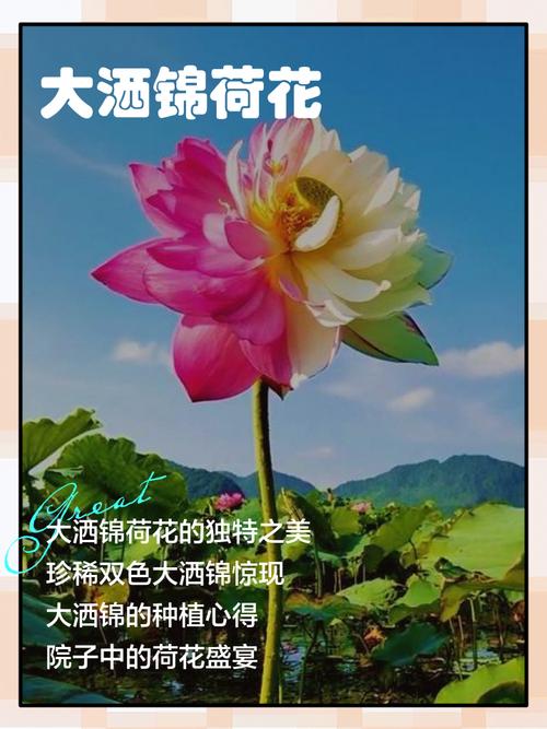 寺庙里养荷花对风水有好处吗？