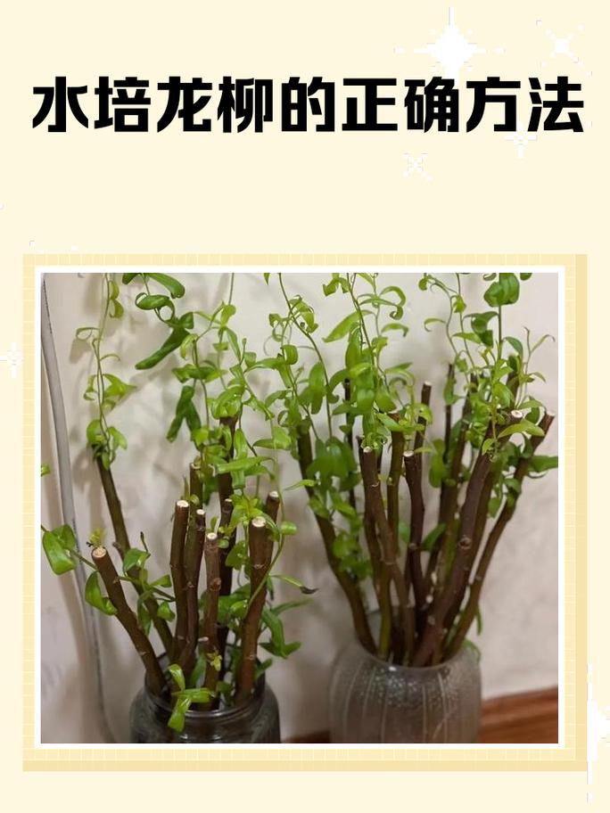 柳木适合养植物吗？这样的风水布局好吗？