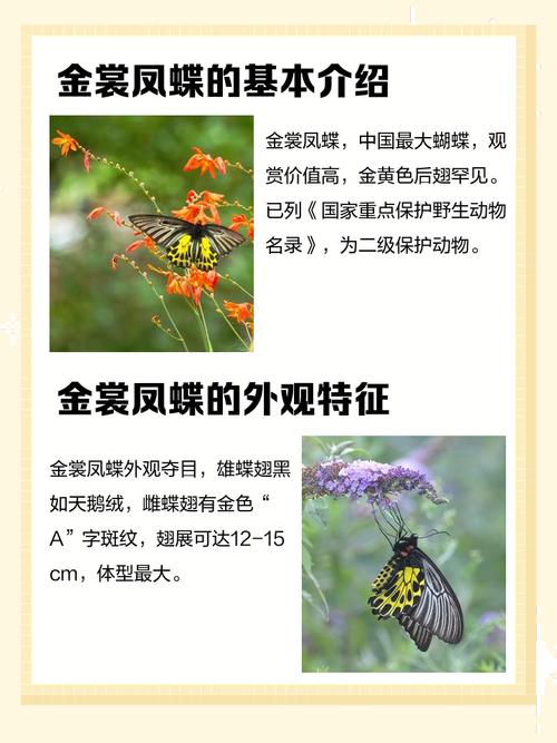 命理中的蝴蝶命，金蝴蝶究竟有何寓意和象征？