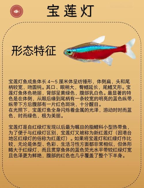 苹果剑鱼作为风水鱼，其寓意和作用究竟有何忒别之处？