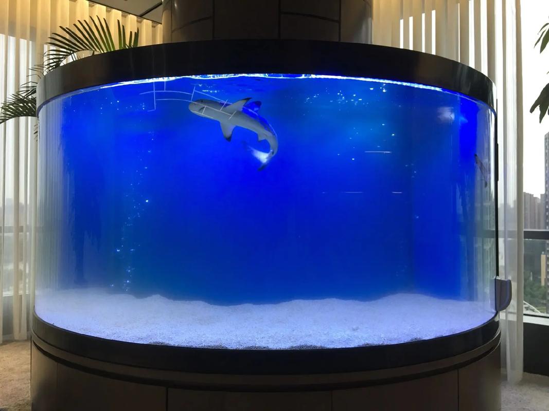 在风水鱼缸中可以养鲨鱼吗？这样的鱼适合家居风水吗？