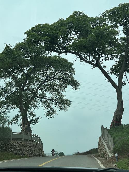 夫妻树真的有风水作用吗？它能否起到辟邪改运的效果？