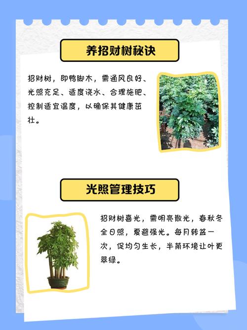 酒店绿化养护的风水讲究有哪些注意事项？
