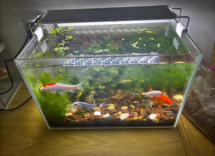 养草缸鱼类对家居风水有何具体影响或不利之处？