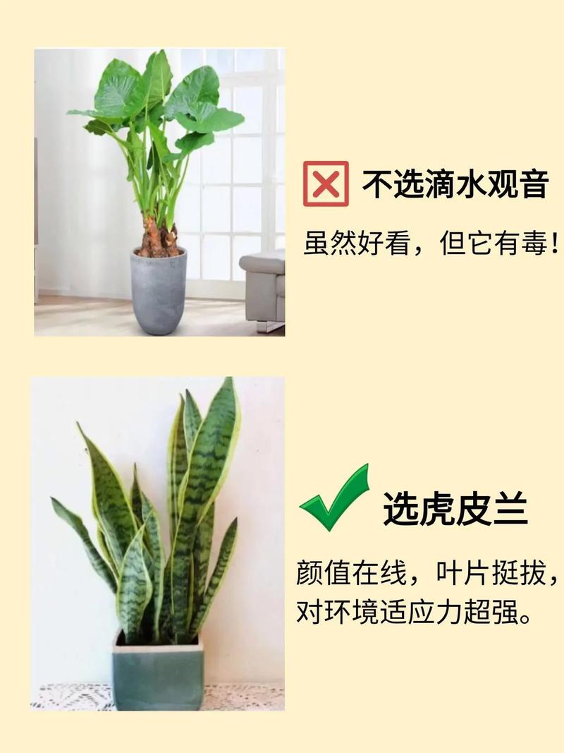 公司风水会受到叶尖植物摆放位置的影响吗？