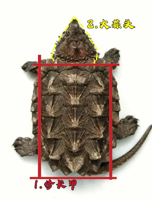 鳄鱼龟的入住是否会对家中的风水产生不良影响呢？