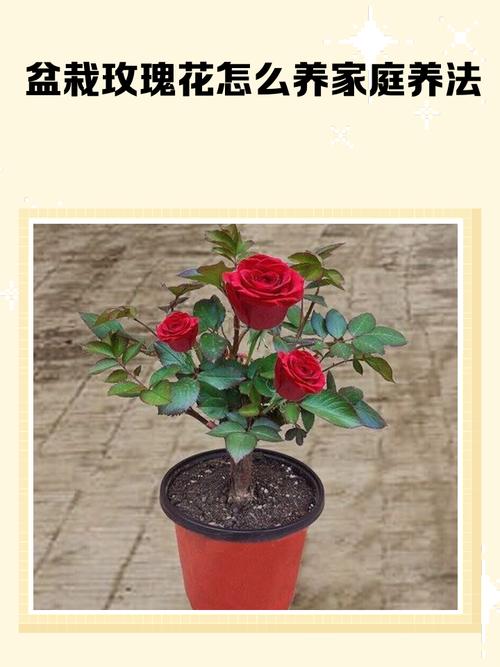 阳台种植玫瑰花会对家居风水产生哪些不利影响？