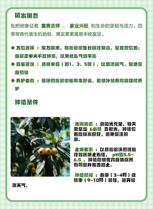 风水屋前种枇杷树会影响运势吗？