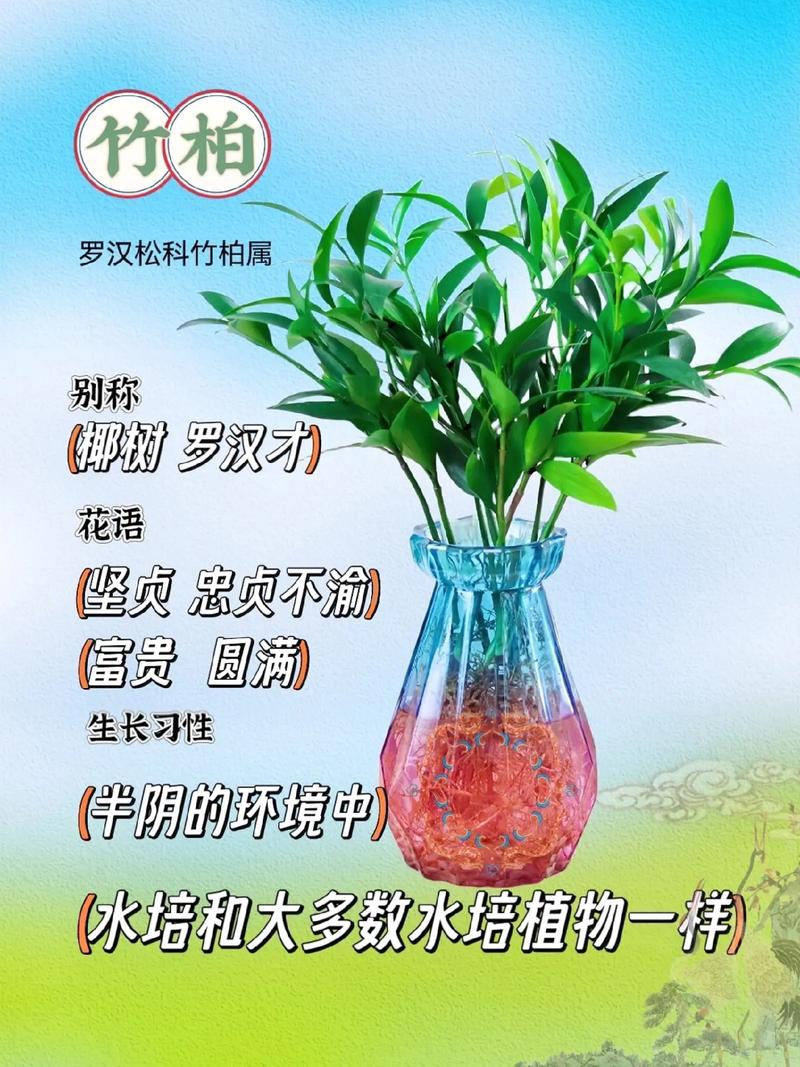 驱蚊竹的风水寓意有哪些，能详细介绍一下吗？