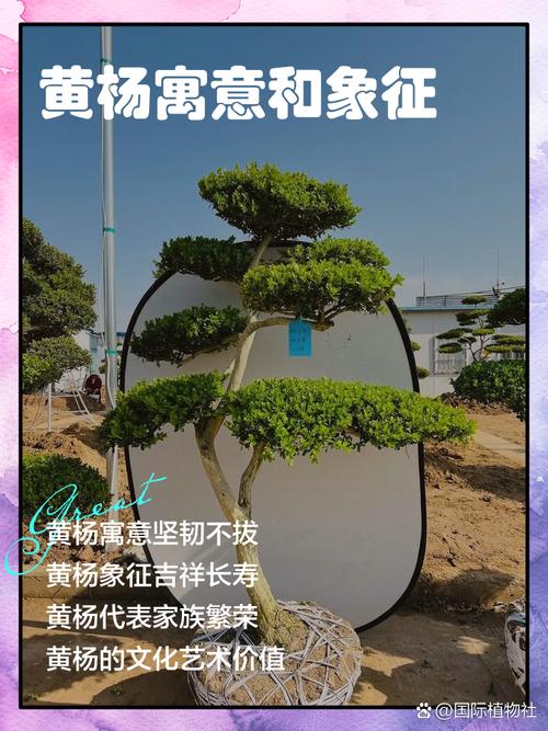 黄杨树的风水寓意有哪些，在民间有哪些说法？