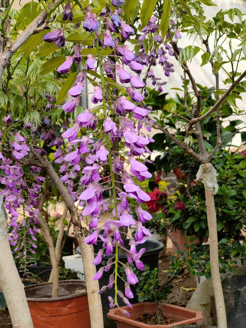 屋顶种植紫藤花有哪些风水禁忌需要注意？