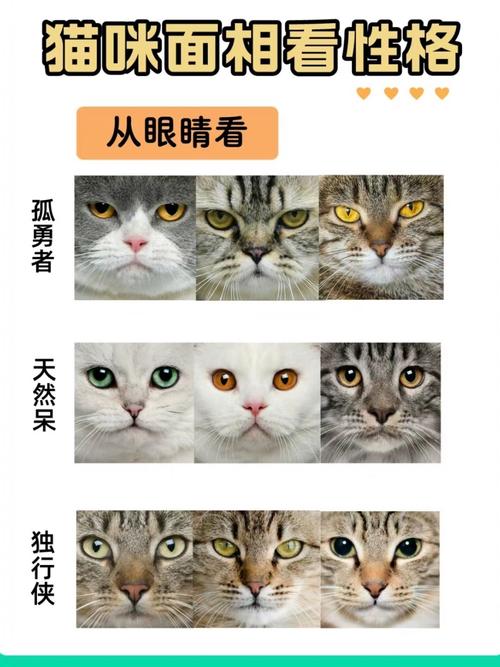 猫命理中属什么命格的人特点如何，如何同过命格命运？