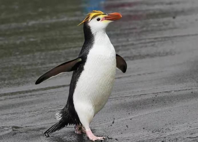 企鹅在风水上有哪些吉祥寓意呢？