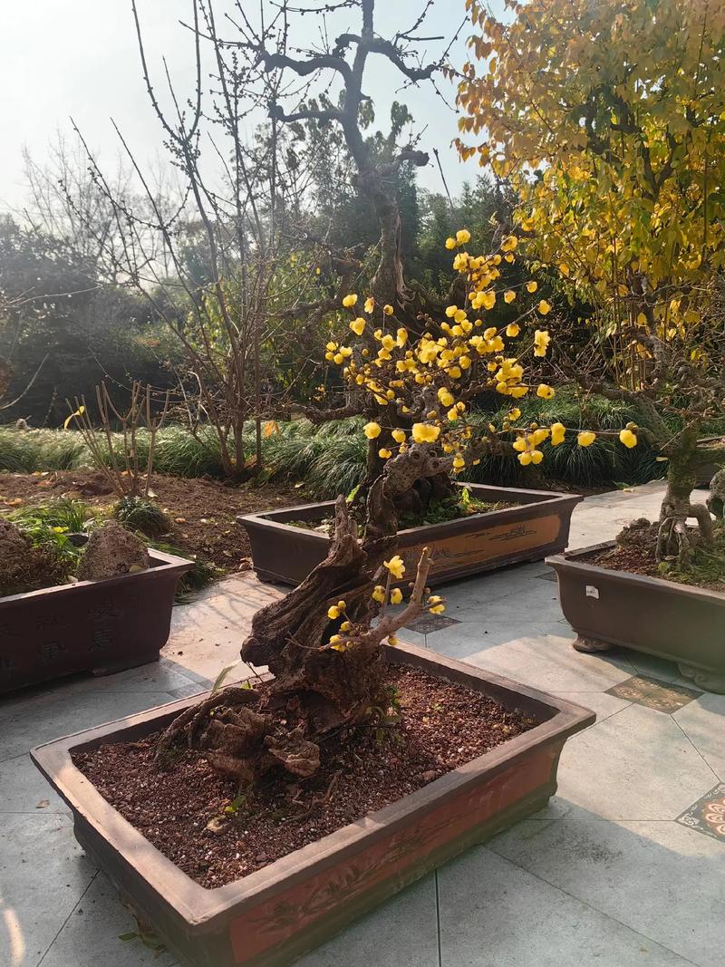 腊梅摆放不当真的会影响家居风水吗？