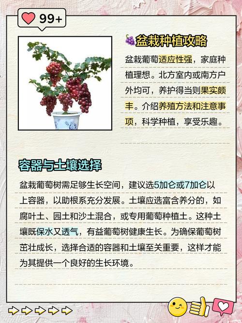 葡萄在家种植是否会影响家居风水？