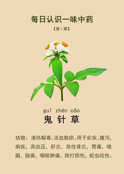 鬼针草对家居风水有何具体影响或作用？