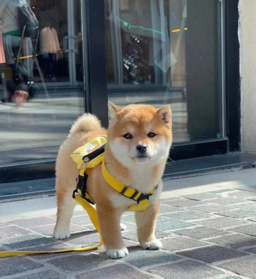 木狗之命是什么命格？桑松木命能否改命？