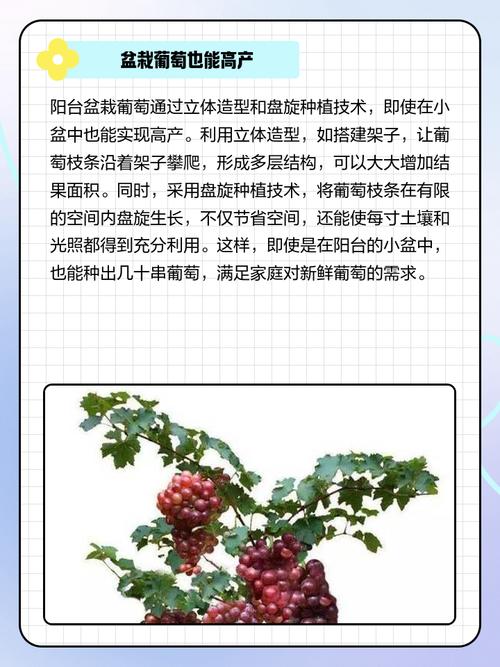 天井种植葡萄会对家宅风水产生怎样的影响？