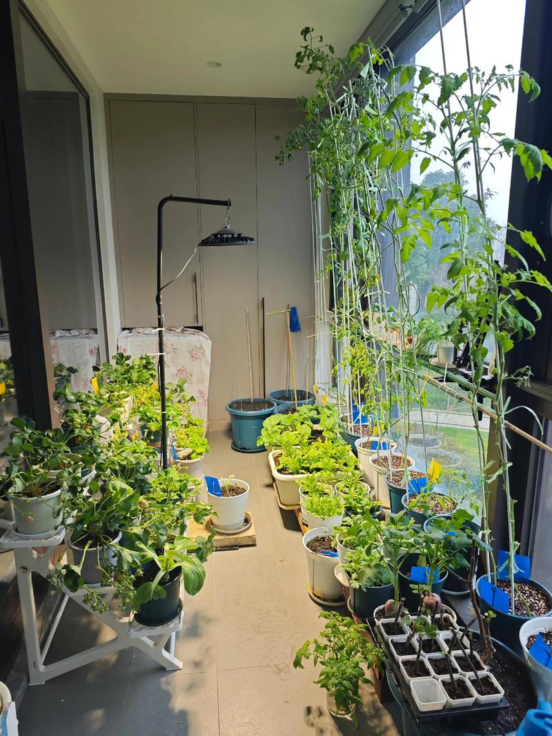 露台种菜的风水讲究有哪些注意事项？