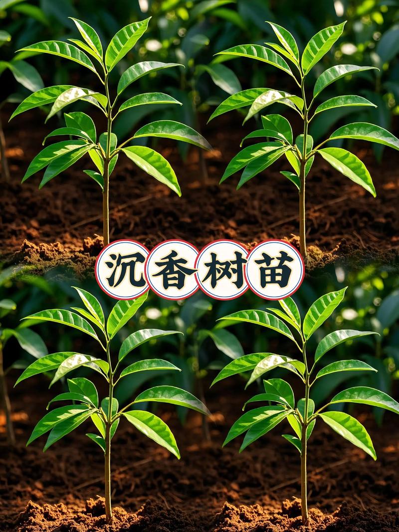 沉香树在风水上有哪些特殊意义或作用？